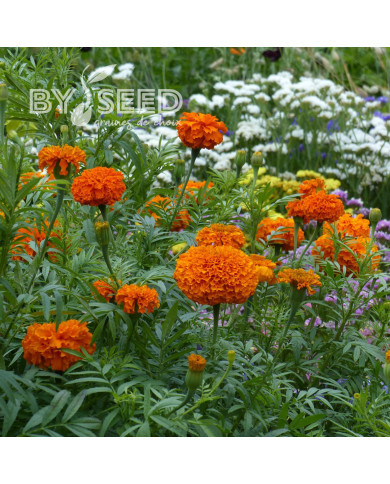 Rose d'Inde Kees' Orange