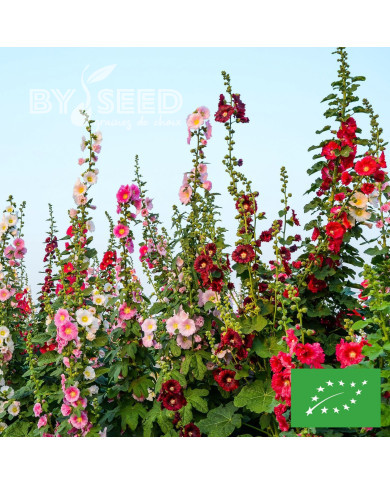 Rose trémière Antwerp Stars Mix BIO