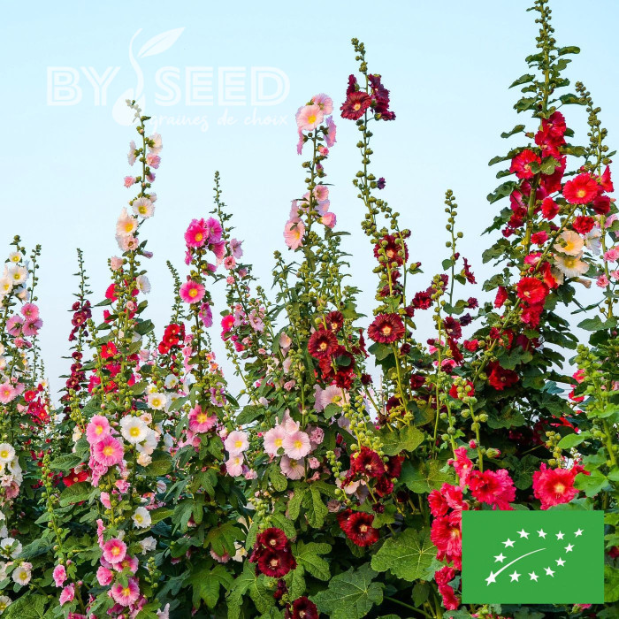 Rose trémière Antwerp Stars Mix BIO
