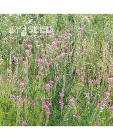 Sainfoin