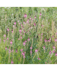 Sainfoin annuel BIO
