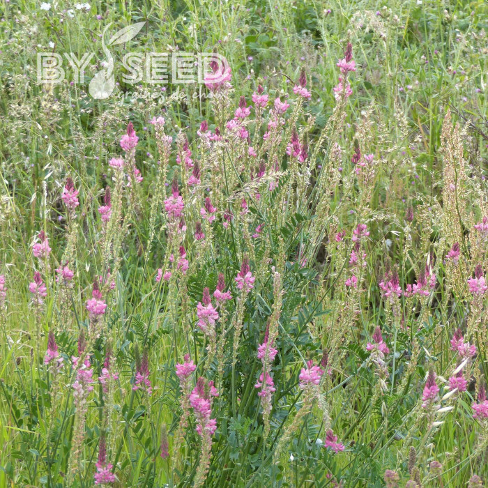 Sainfoin