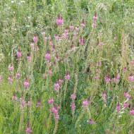 Sainfoin