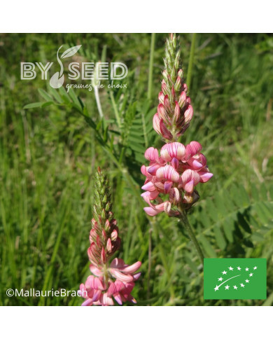 Sainfoin annuel BIO