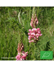 Sainfoin