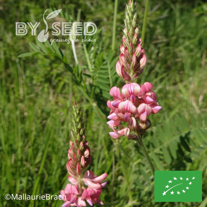 Sainfoin annuel BIO