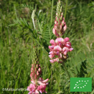 Sainfoin annuel BIO