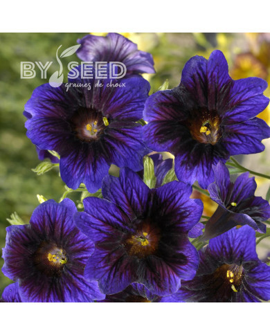 Salpiglossis sinuata Kew Blue
