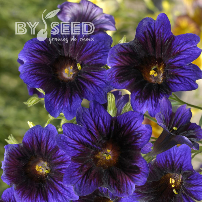 Salpiglossis sinuata Kew Blue