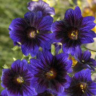 Salpiglossis sinuata Kew Blue