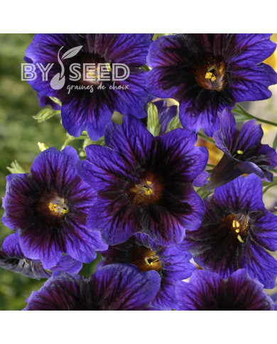 Salpiglossis sinuata Kew Blue