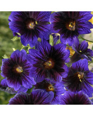 Salpiglossis sinuata Tora Cream (graines enrobées)