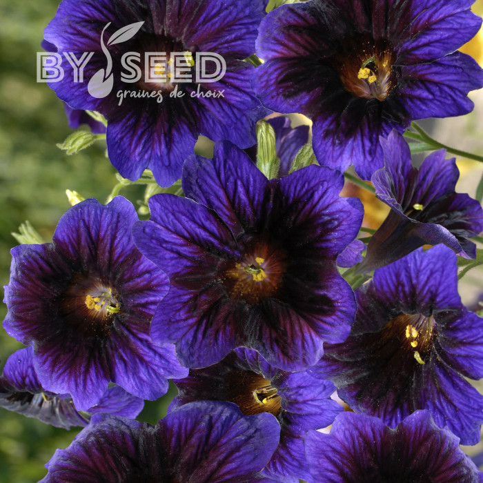 Salpiglossis sinuata Kew Blue