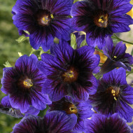 Salpiglossis sinuata Kew Blue