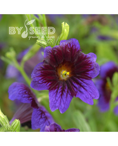 Salpiglossis sinuata Kew Blue