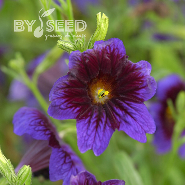 Salpiglossis sinuata Kew Blue
