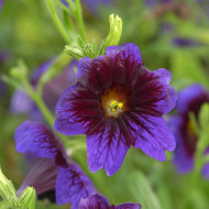 Salpiglossis sinuata Kew Blue