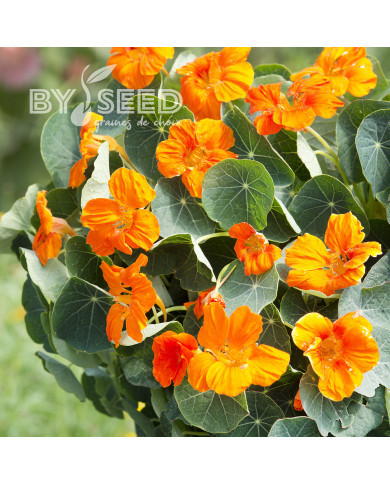 Capucine naine Baby Orange