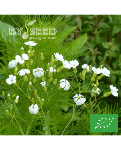 Saponaire à Bouquets White Beauty BIO