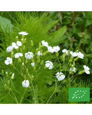 Salpiglossis sinuata Tora Staring Eyes (graines enrobées)