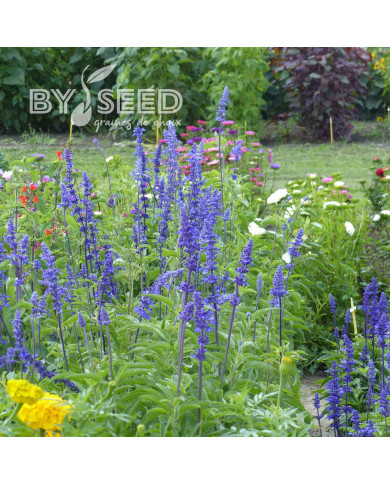 Sauge farinacea Blue Bedder