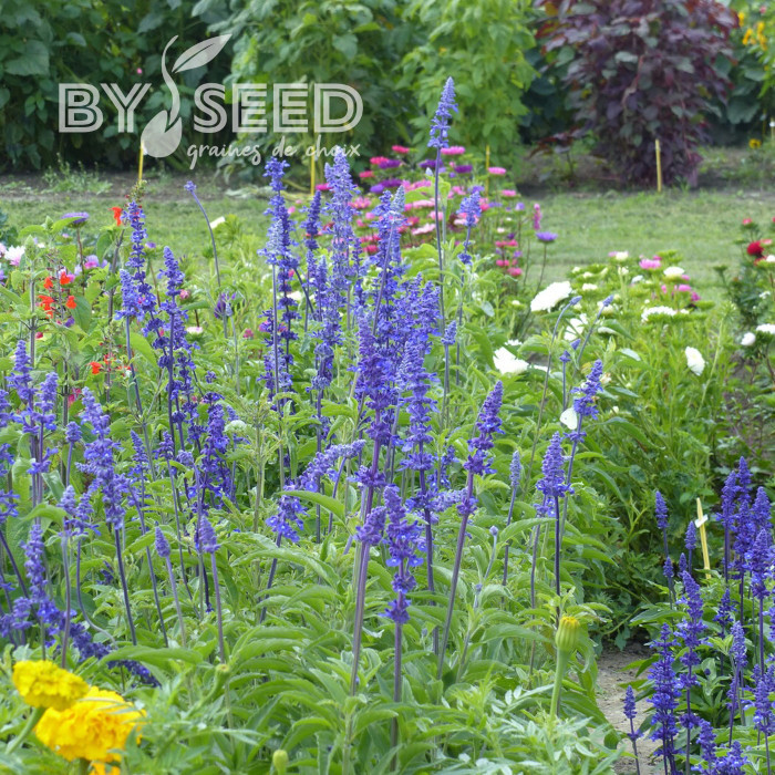 Sauge farinacea Blue Bedder