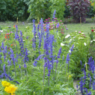 Sauge farinacea Blue Bedder