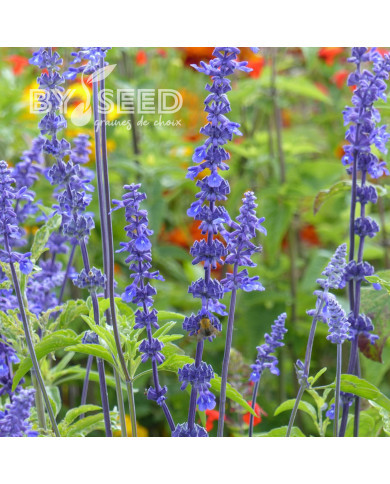 Sauge farinacea Blue Bedder