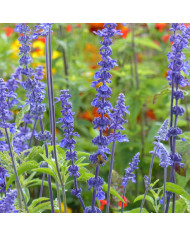 Sauge horminum Blue Monday BIO