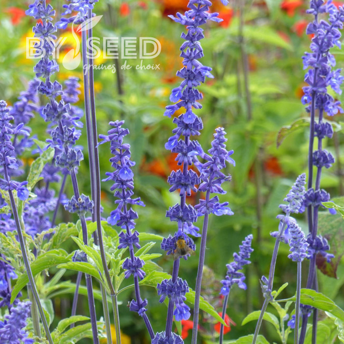 Sauge farinacea Blue Bedder