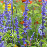 Sauge farinacea Blue Bedder