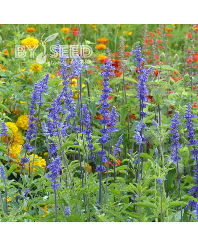 Sauge farinacea Blue Bedder