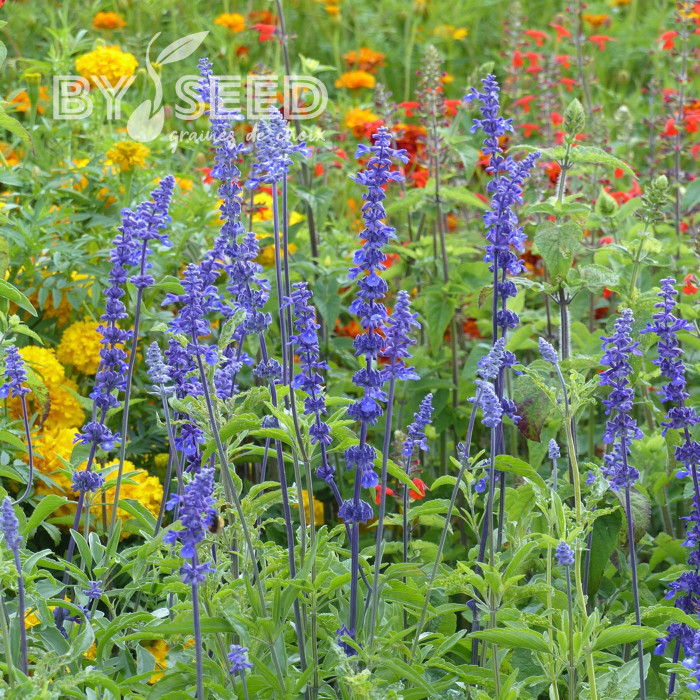 Sauge farinacea Blue Bedder