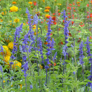 Sauge farinacea Blue Bedder