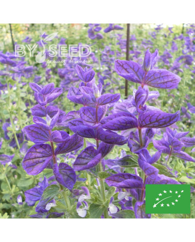 Sauge horminum Blue Monday BIO
