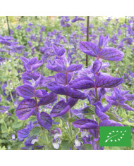 Sauge horminum Pink Sundae BIO