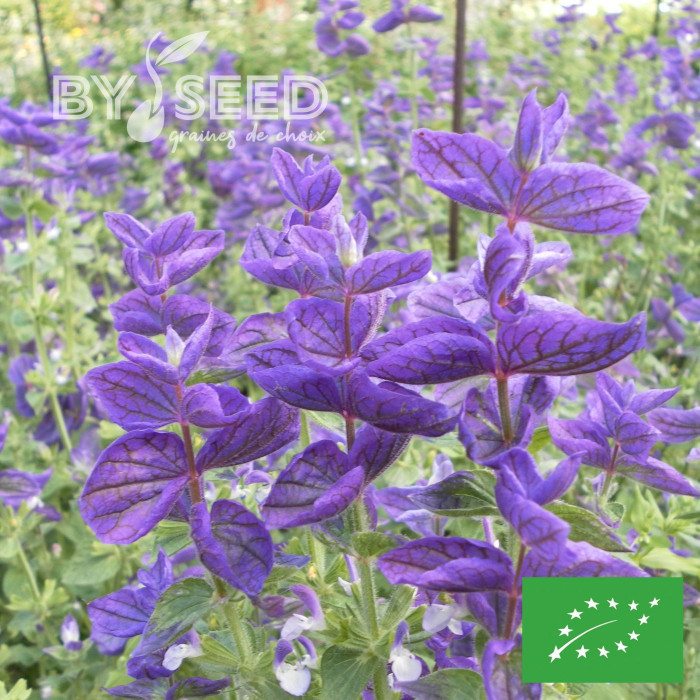 Sauge horminum Blue Monday BIO