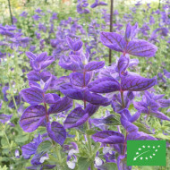 Sauge horminum Blue Monday BIO