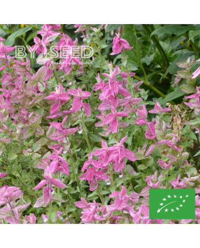Sauge horminum Pink Sundae BIO