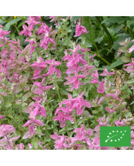 Sauge horminum Blue Monday BIO