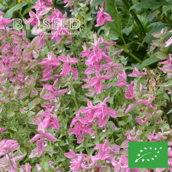 Sauge horminum Pink Sundae BIO