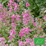 Sauge horminum Pink Sundae BIO