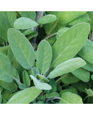 Sauge horminum Pink Sundae BIO