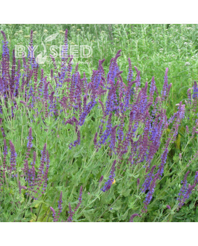 Sauge nemorosa West Friesland