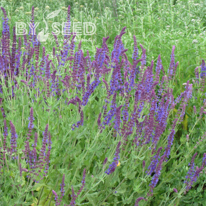 Sauge nemorosa West Friesland