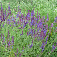 Sauge nemorosa West Friesland