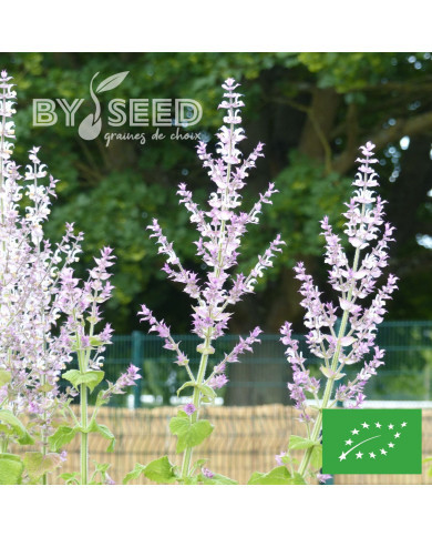 Sauge sclarée Blush Pink BIO