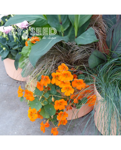 Capucine naine Baby Orange