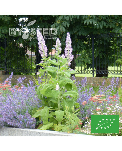 Sauge sclarée Blush Pink BIO