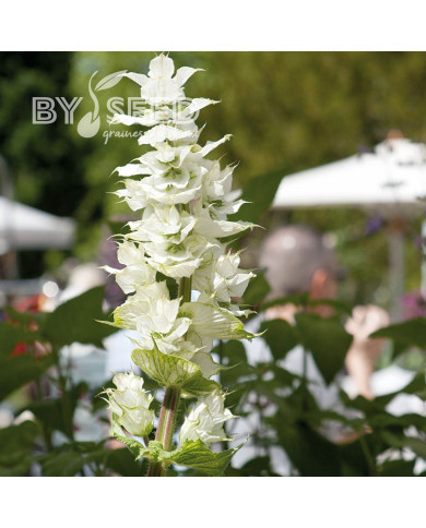 Sauge sclarée Vatican White